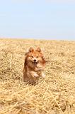 CHIEN FINNOIS DE LAPONIE 244